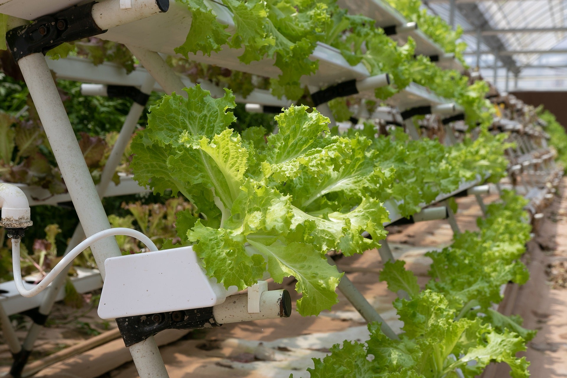 A vertical farm of cabbage being grown in a greenhouse.